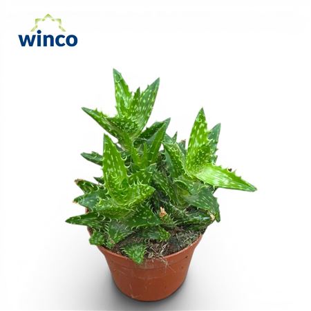 Aloe Squarrosa