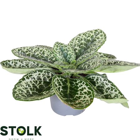Streptocarpus Pretty Turtle