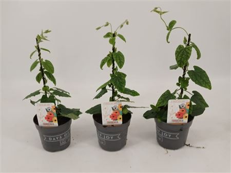 Thunbergia Alata New Orange