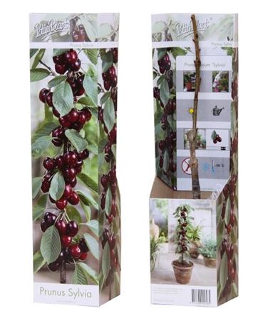 Prunus Avium Sylvia