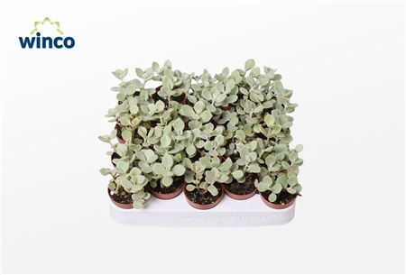 Kalanchoe Hildebrandtii