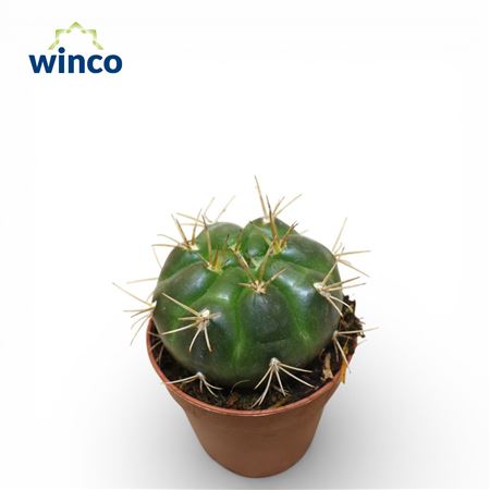 Gymnocalycium Orientale Vikulovii