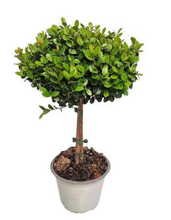 Myrsine Africana On Stem