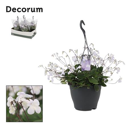Streptocarpus Saxorum White (decorum)