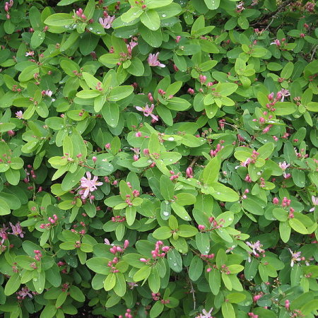 Жимолость татарская в тубе