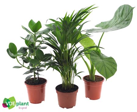 Plantmix Intenz Mix