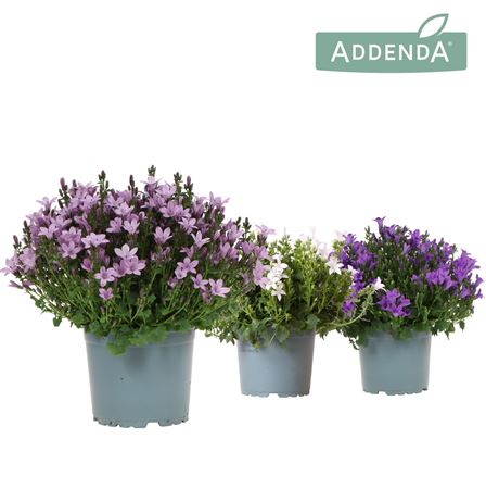 Campanula Addenda Ambella Mix