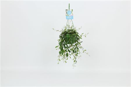 Codonanthe Crassifolia Hangpot