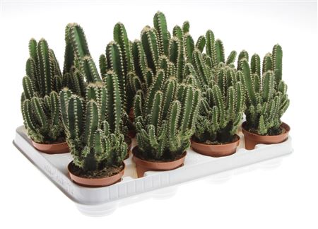 Cactus Cereus Florida