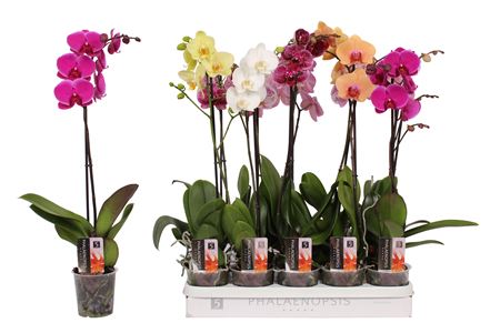 Phal 1st Mix 9+ (vijverberg)