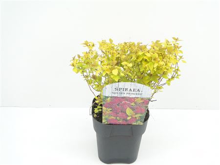 Spiraea Jap Golden Princess
