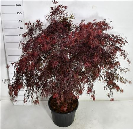 Acer Palm Tamukeyama
