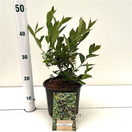Aronia Melanocarpa Hugin