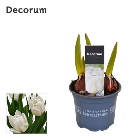 Тюльпан Попкорн (декорум)