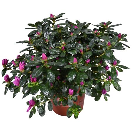 Azalea Purpl