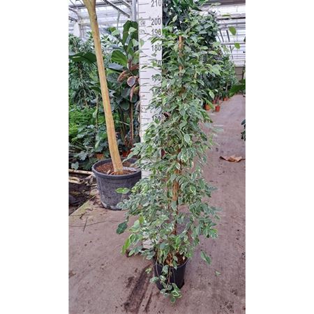 Ficus Be Golden King Piramid