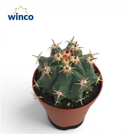 Ferocactus Townsendianus Brevispinus
