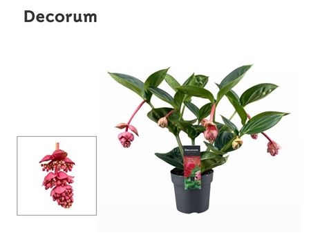 Medinilla Magnifica Lambada 2 Etage 5+ (decorum)