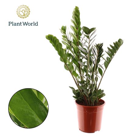 Zamioculcas 8+