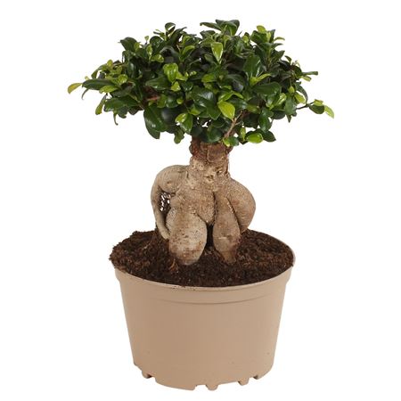 Ficus Ginseng 14  Retusa