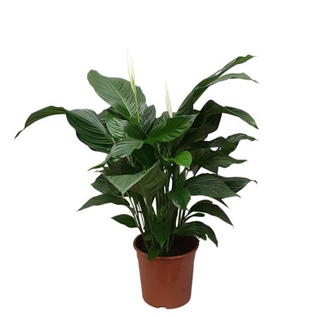 Spath Sweet Silvana 2+
