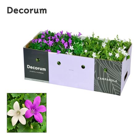 Campanula Porto Mix Purple White Showbox
