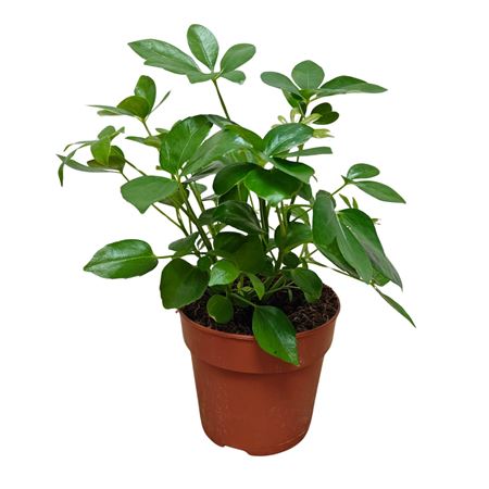 Шеффлера арборикола