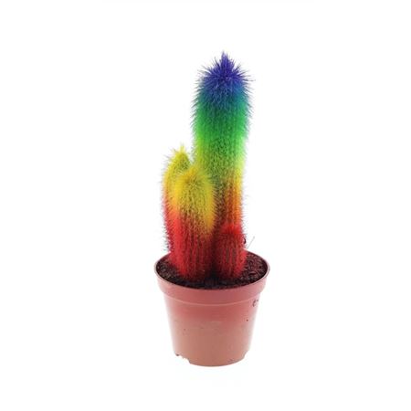 Rainbow Cactus Special Edtion