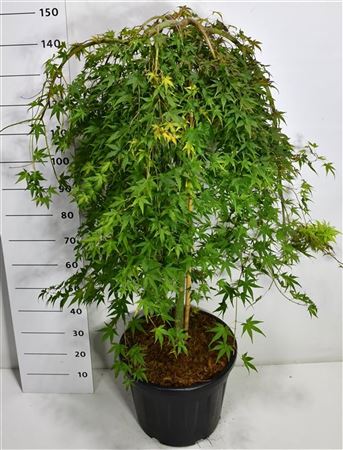 Acer Palm Ryusen
