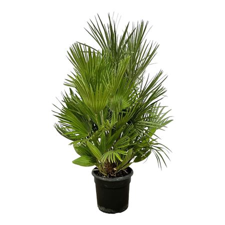 Chamaerops Humilis Bush