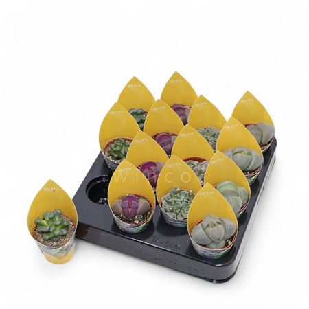 Lithops Mix (4spc.) (sierra)