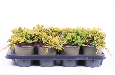 Juniperus Horiz. Golden Carpet