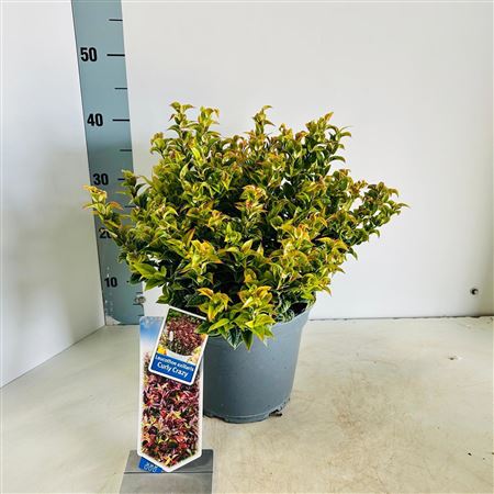 Leucothoe Axillaris Curly Crazy
