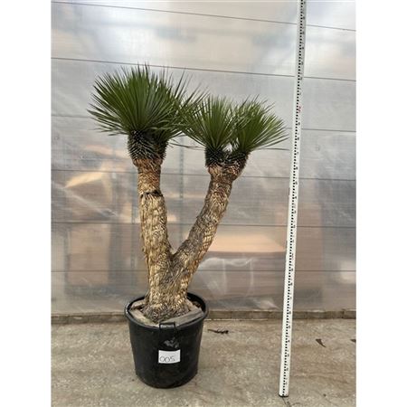 Yucca Rostrata Multistem Nr. 005