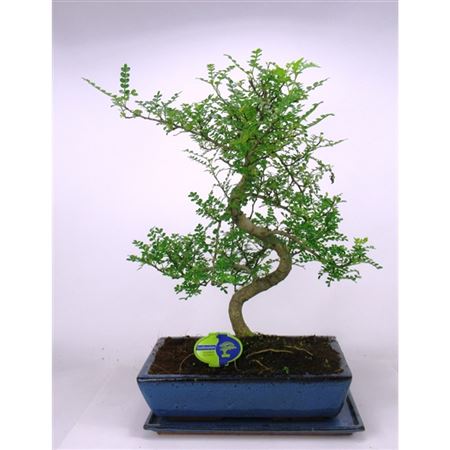 Bonsai Zanthoxylum Piperitum, 35 ., Shape, With