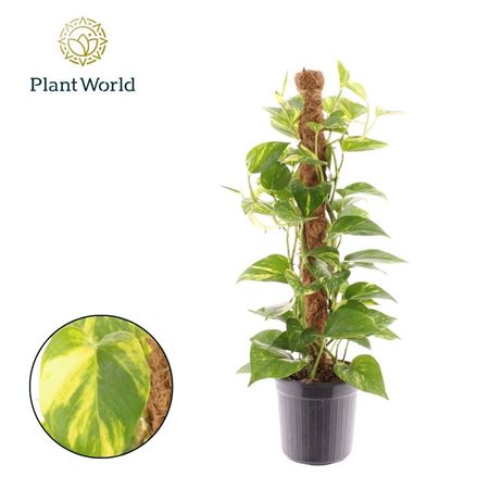 Epipremnum Hawaien Mosspole