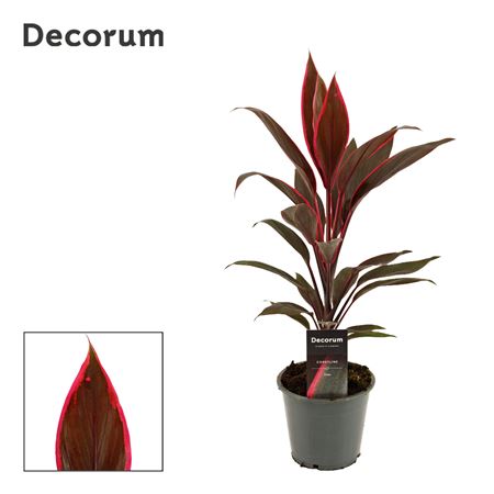 Cordyline Tango (dec)