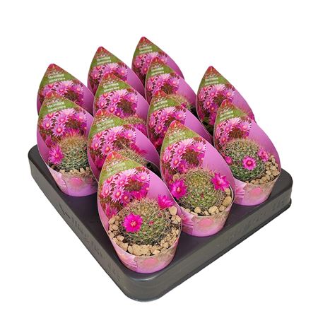 Mammillaria Zeilmanniana Potcover