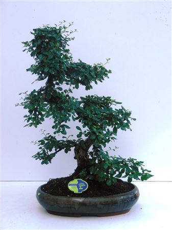 Bonsai Carmona Macrophylla, 43cm., Shape, Without
