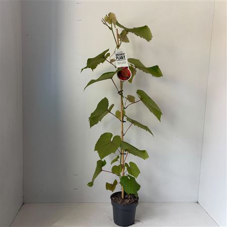 Vitis Coignetiae на палочке