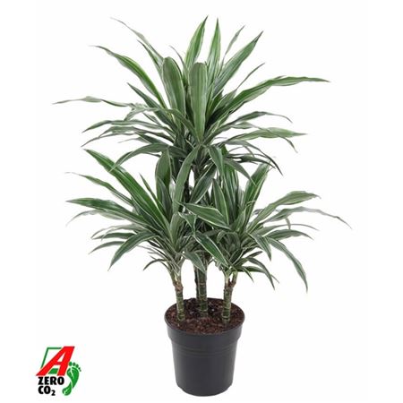 Drac Warneckei 45-carrousel