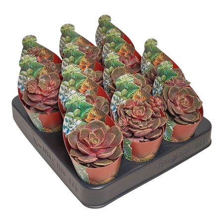 Echeveria Vampire Red Ball Potcover