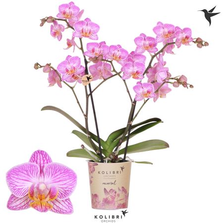 Phal Kolibri 2stmineral Switzerland 2