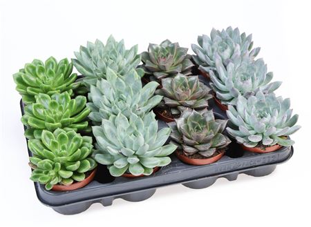 Echeveria Special Mix