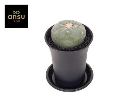 Cactus Lophophora Fricci