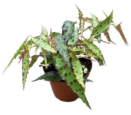 Begonia Amphioxis