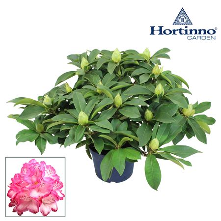 Hortinno® Garden Xxl The Original Groen 70-80 Cm