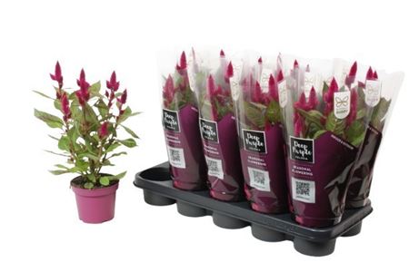 Celosia Deep Purple Caracas With Sleeve