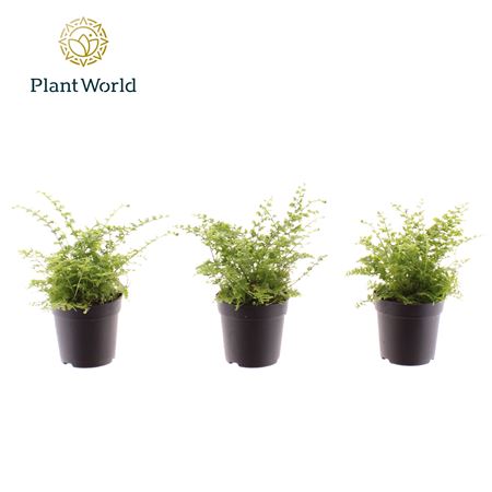 Nephrolepis Green Fantasy (decorum)