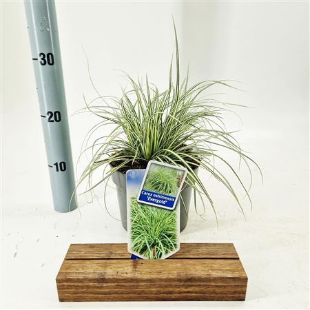 Carex Osh Evergold